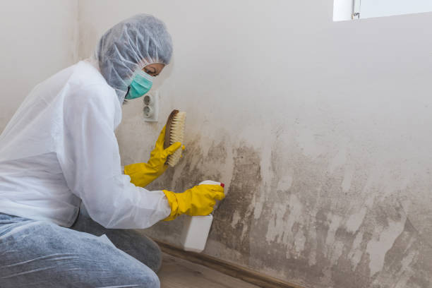 Professional Mold Removal in Kenly, NC