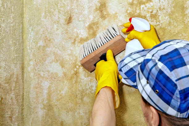 Best Mold Removal for HVAC Installations  in Kenly, NC