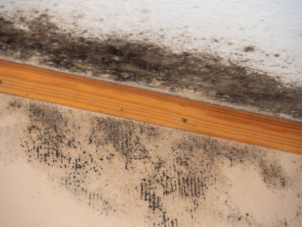 Best Air Quality Testing for Mold Spores  in Kenly, NC